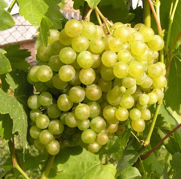 Внешний вид винограда «Золотинка» на фото:
