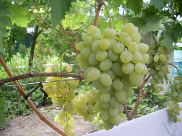 Смотрите фото винограда «Баклановский» дальше: