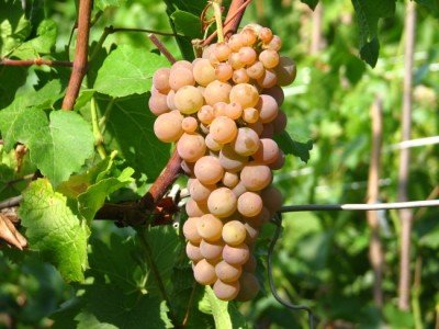 Далее можно рассмотреть на фото сорт винограда «Платовский»:
