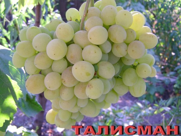 Нагляднее с сортом винограда «Талисман» можно ознакомиться на фото: