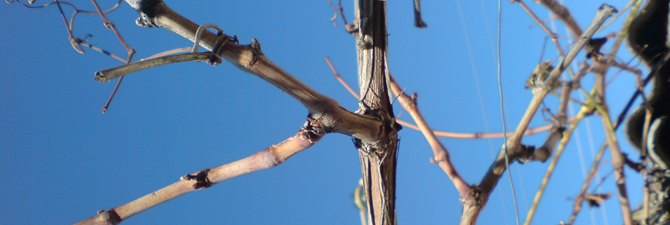 Предисловие   Обрезка и укрытие винограда осенью являются одними из важнейших операций