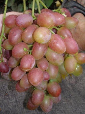 Виноград - растение само по себе очень хорошее, к какому бы типу она не ставился