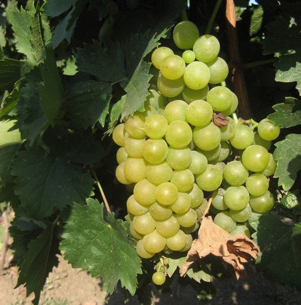 Ознакомьтесь с внешним видом винограда Мускат придонских »на фото далее: